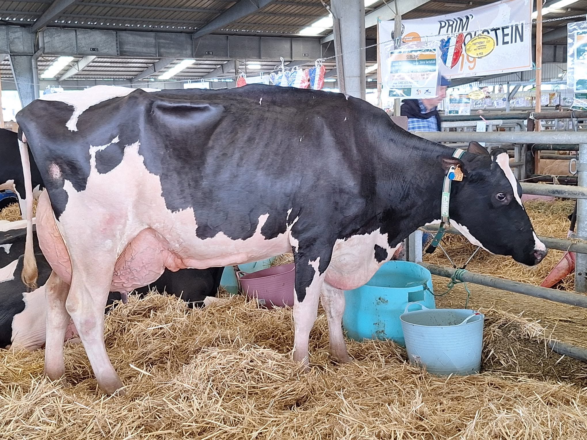 Vaches laitières