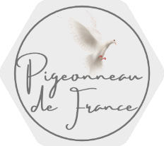 Pigeonneau de France