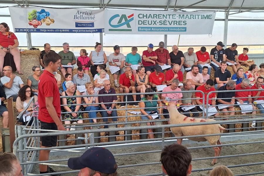 Vente aux enchères mouton Rouge de l'Ouest