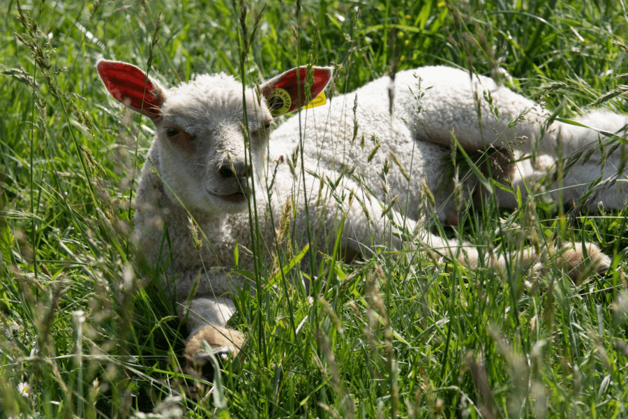Agneau dans un champs d'herbe
