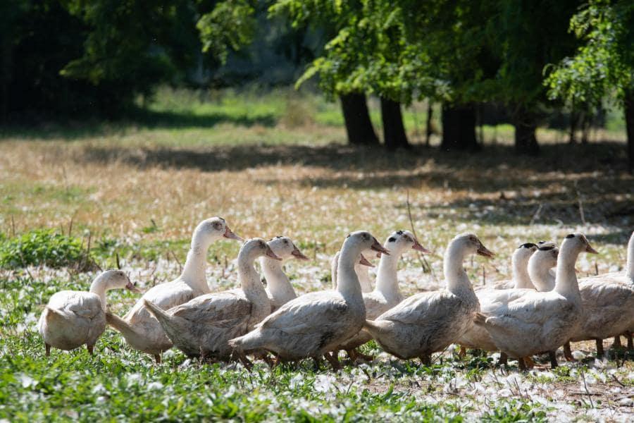 Canard d'élevage pleine air