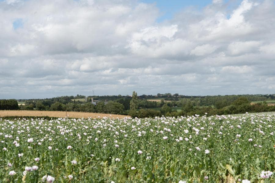 Paysage de bocage vendéen
