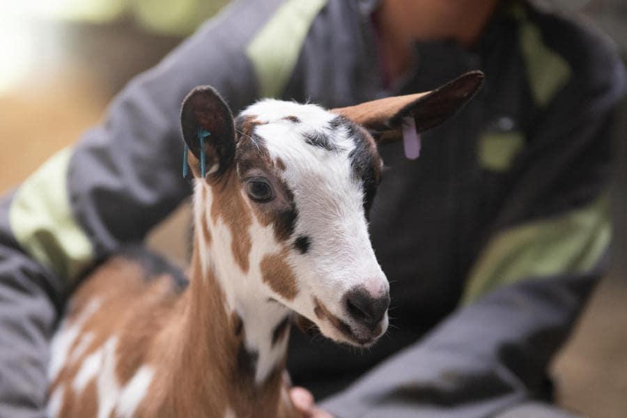 un jeune chèvre avec des taches sur sa robe