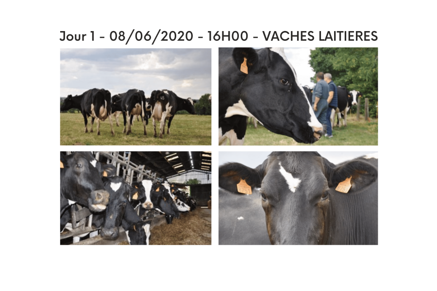 Elevage laitier avec des vaches laitières au pré puis en attente à la traite du lait.