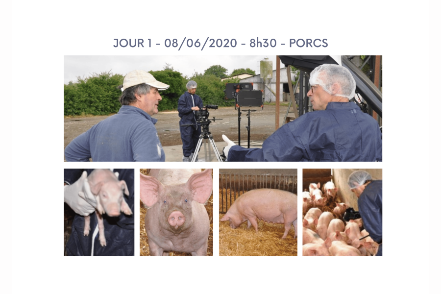 Elevage de porcs, avec truies, porcelets et cochon sur paille.