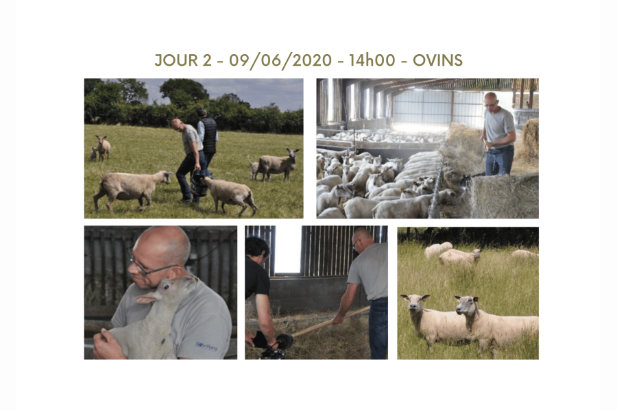 Elevage d'ovins avec un éleveur aux petits soins.
