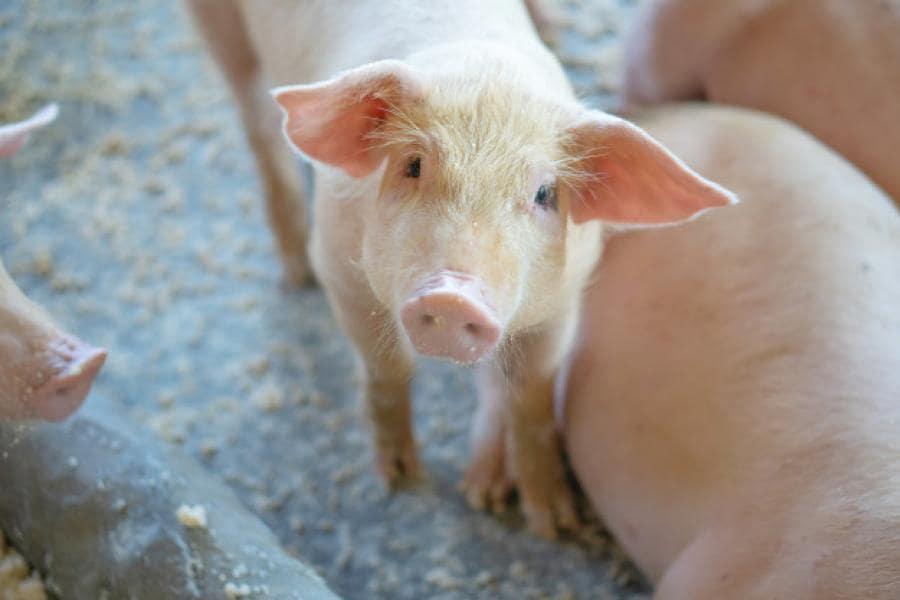 Jeune porc