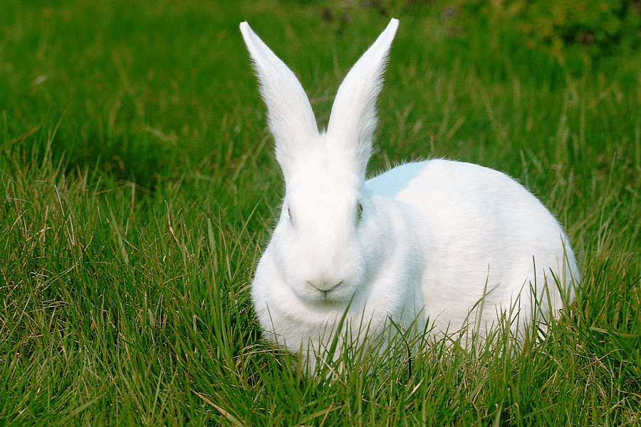 Lapin blanc dans l'herbe