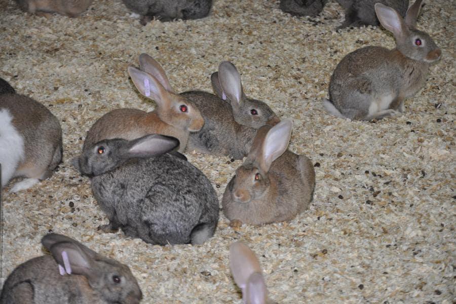 Lapin d'élevage marron sur des copeaux