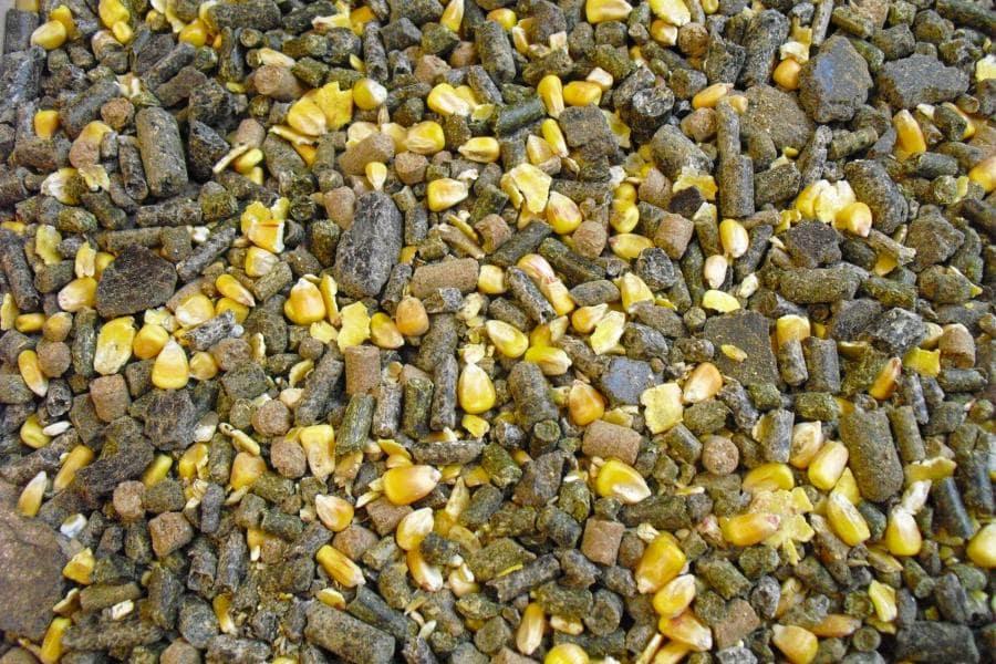 Mash pour l'alimentation des chèvres
