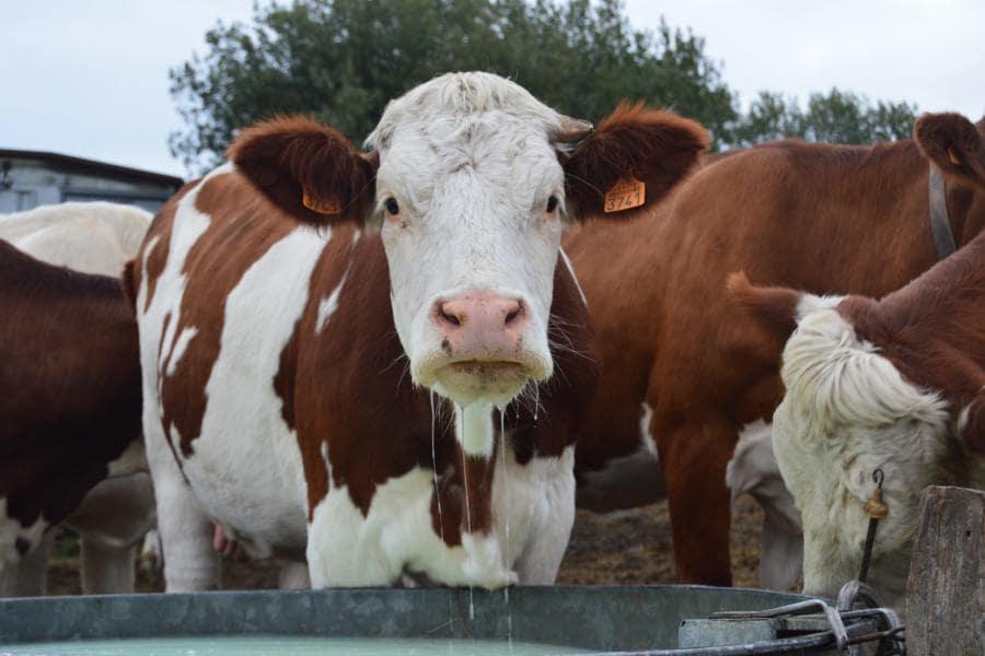Vache de race Montbéliarde