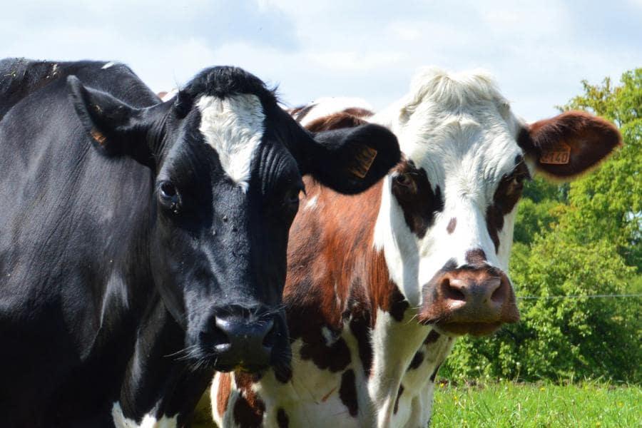Vaches laitières de race Normande et Prim’Holstein