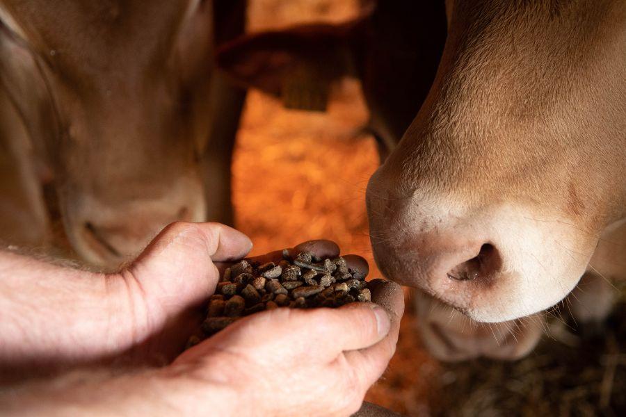 Nutrition animale bovins