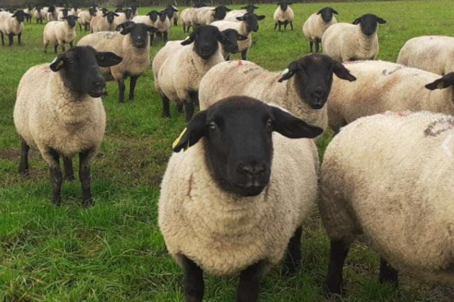 Ovins à tête noire dans un champs