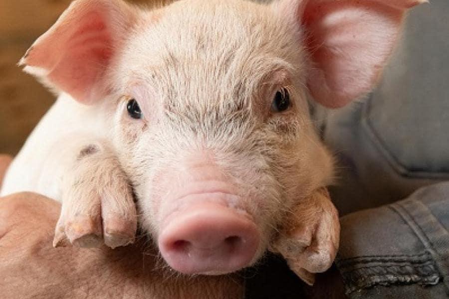 Porcelet dans les mains d'un éleveur