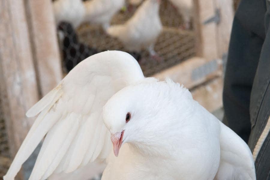 Pigeon blanc qui lève son aile