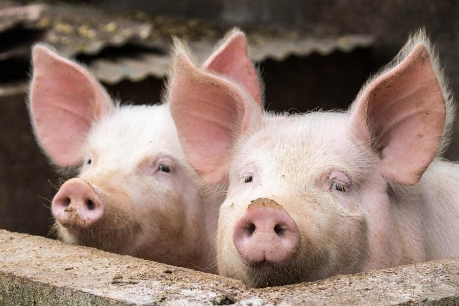 Deux porcs dans une ferme