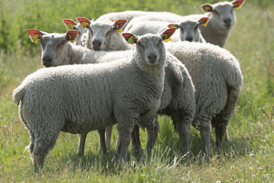 Troupeau d'ovins dans un champs