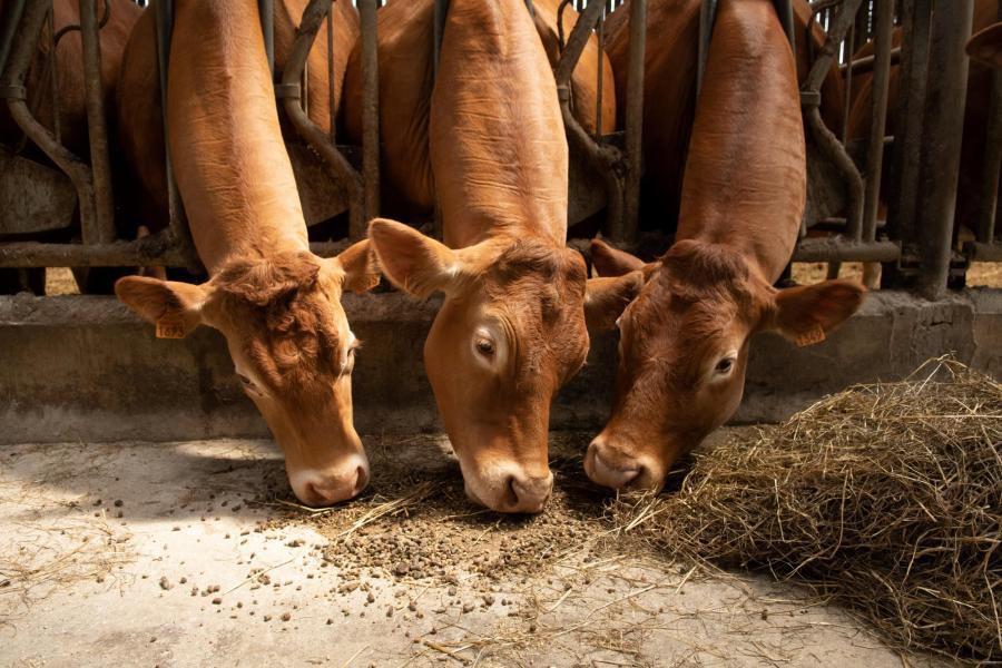 Vaches de race Limousine qui consomment des granulés