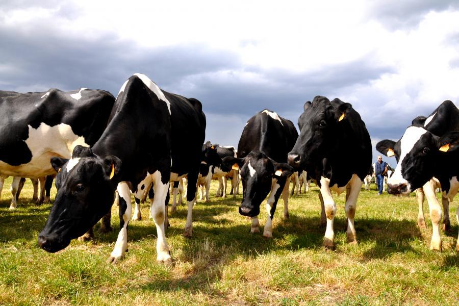 Troupeau de vaches laitières Prim'Holstein