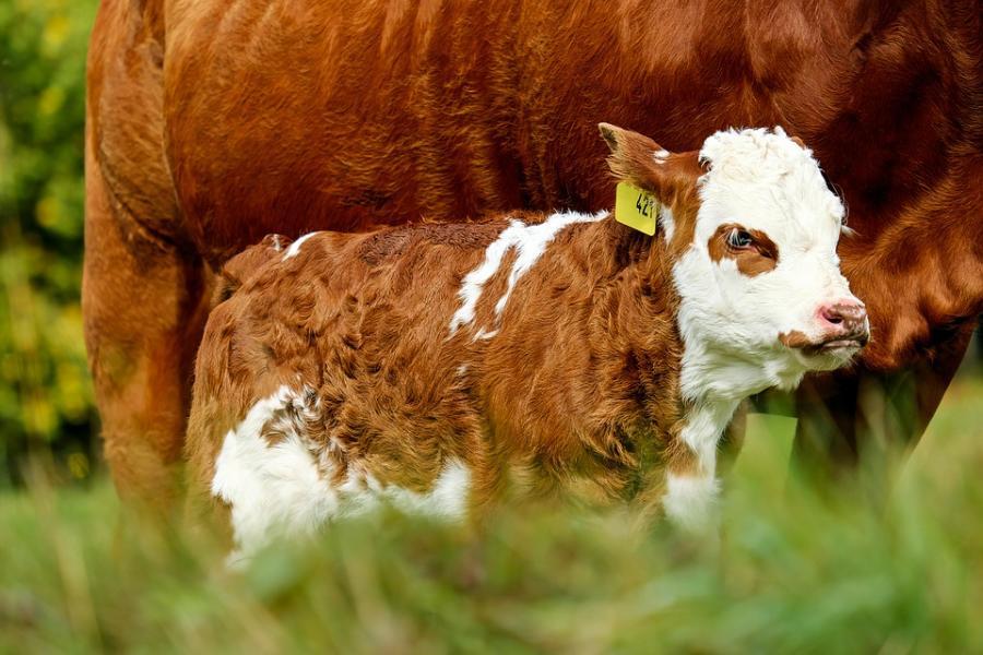 Jeune veau avec sa mère dans un champs