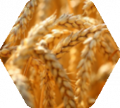 qualité matières premières qualité matières premières
